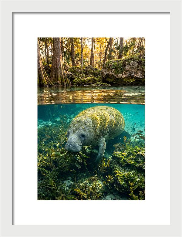 Manatee In Crystal Springs