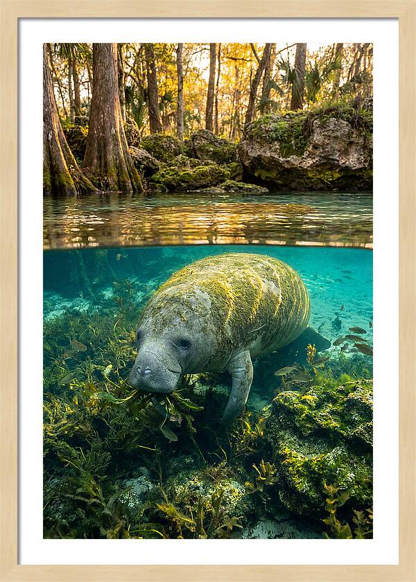 Manatee In Crystal Springs