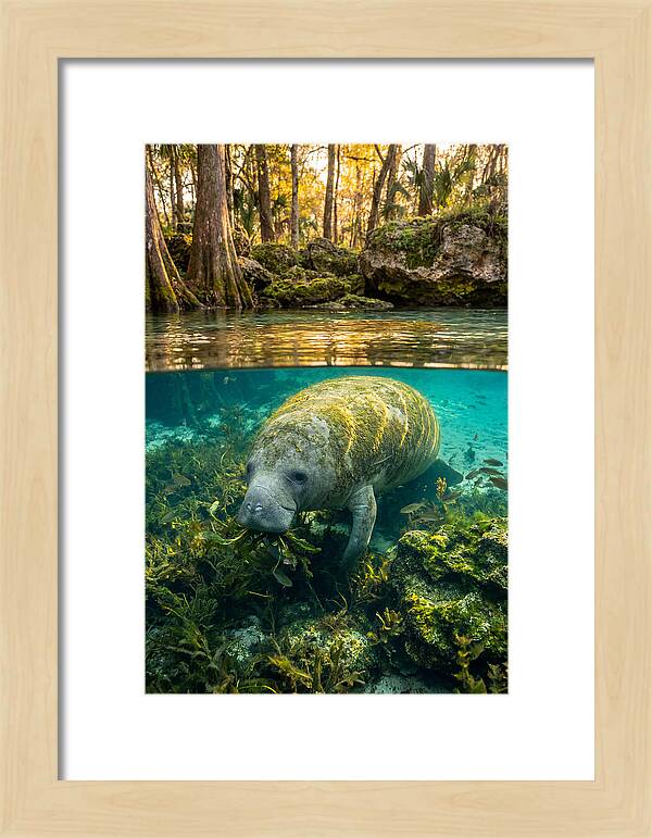 Manatee In Crystal Springs