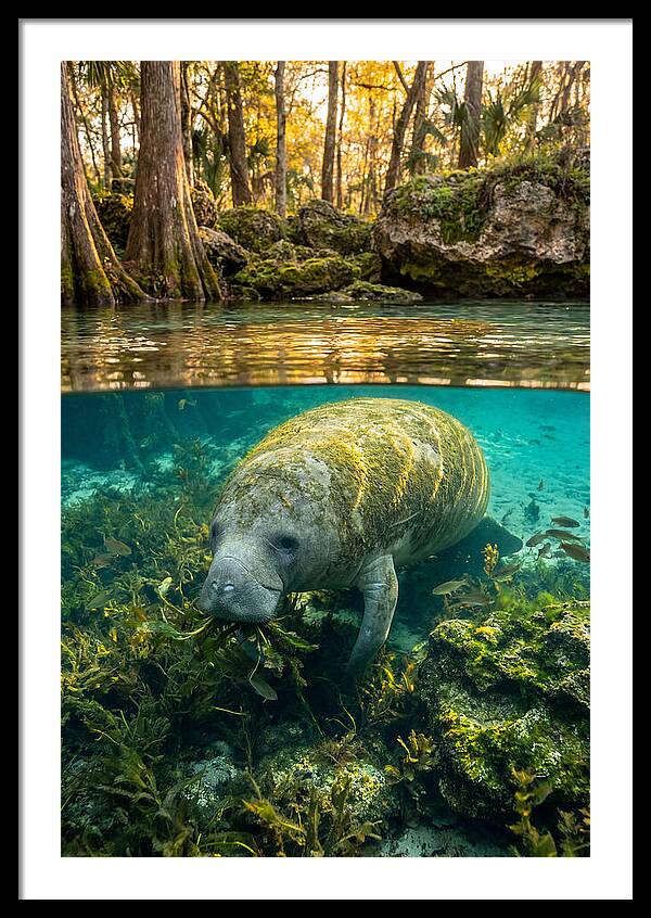 Manatee In Crystal Springs