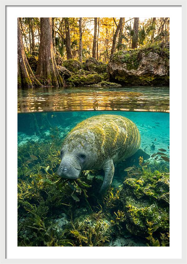 Manatee In Crystal Springs