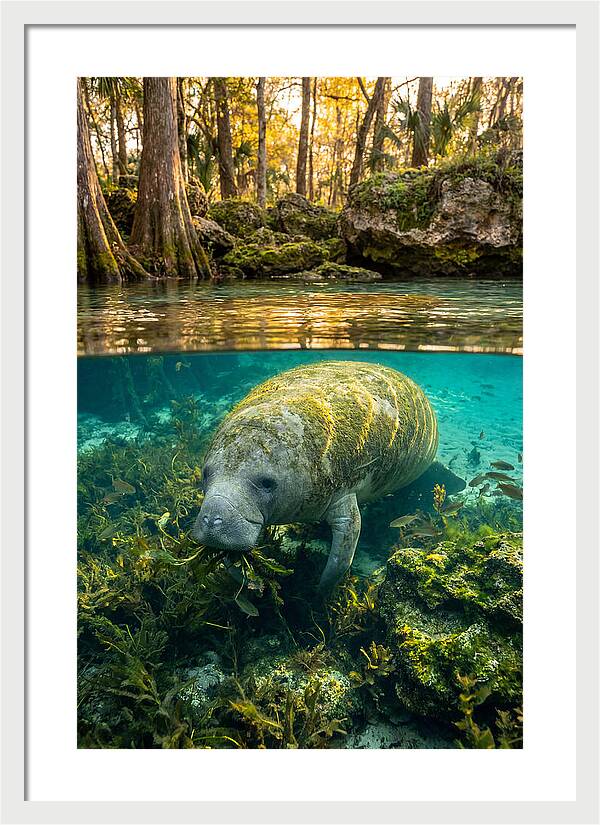 Manatee In Crystal Springs