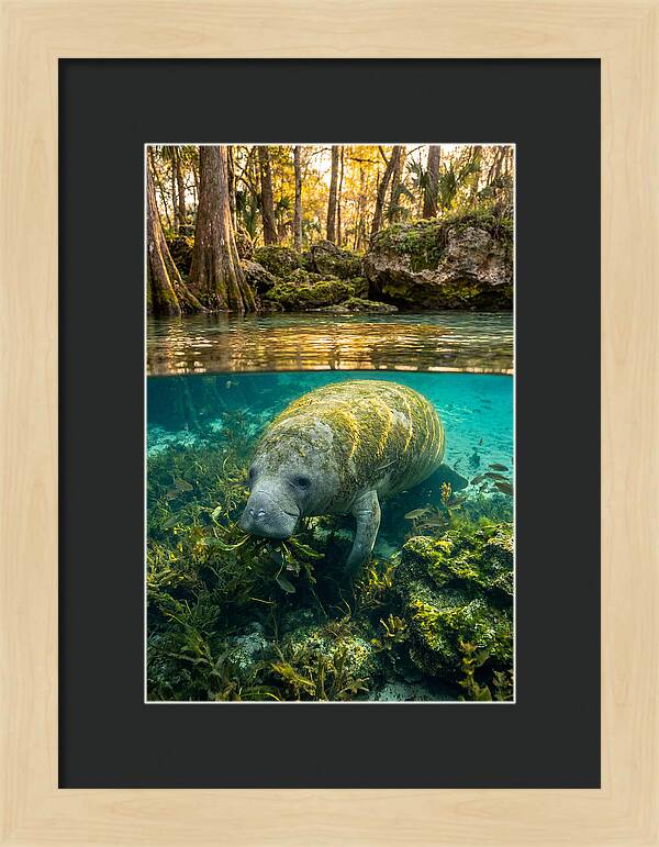 Manatee In Crystal Springs