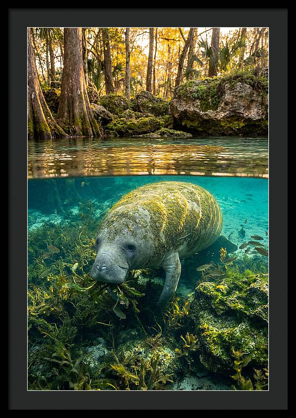 Manatee In Crystal Springs