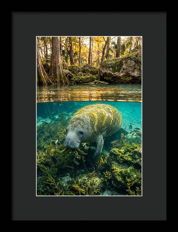 Manatee In Crystal Springs