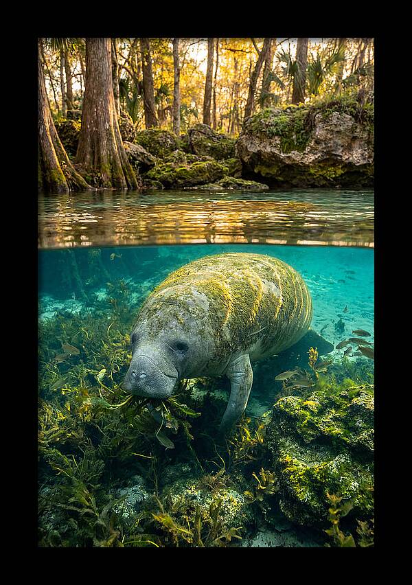 Manatee In Crystal Springs