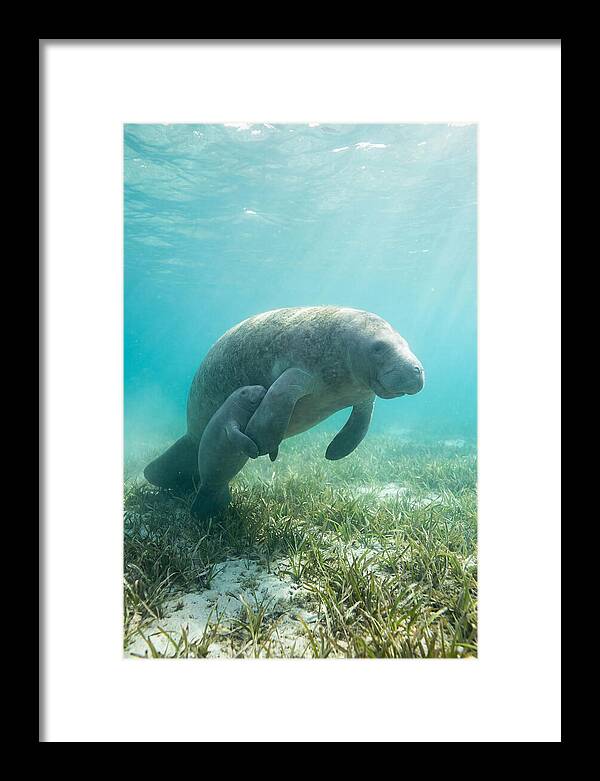 Manatee Mother And Calf