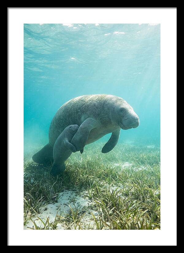 Manatee Mother And Calf