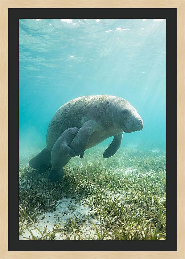 Manatee Mother And Calf