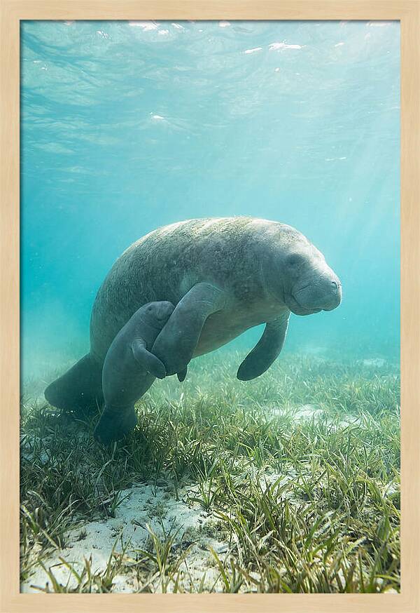 Manatee Mother And Calf