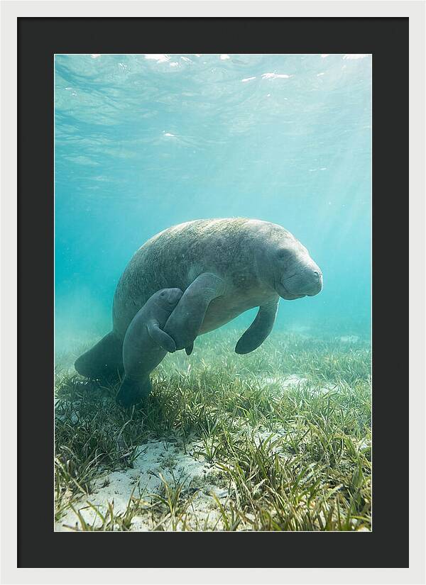 Manatee Mother And Calf