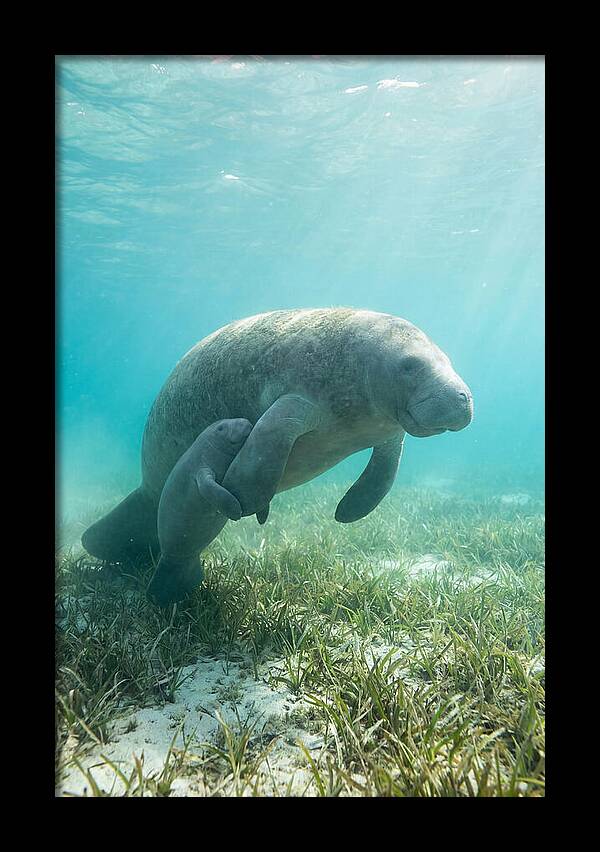 Manatee Mother And Calf
