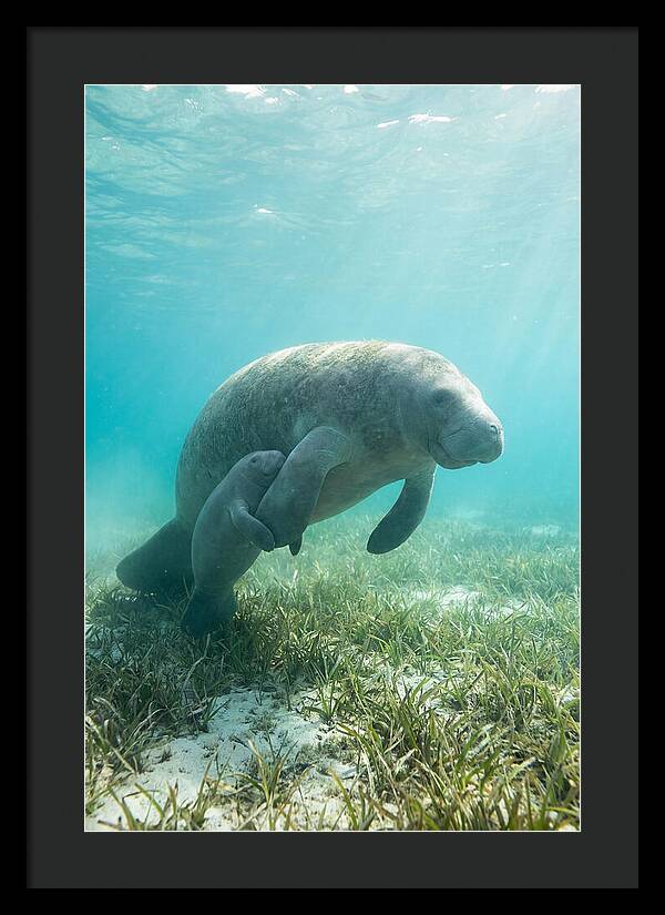 Manatee Mother And Calf