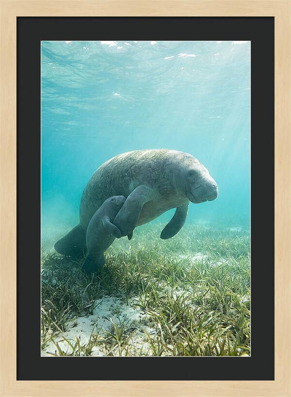 Manatee Mother And Calf