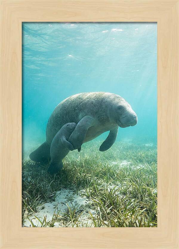 Manatee Mother And Calf