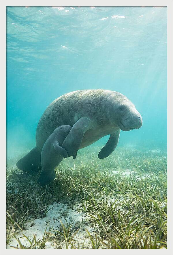 Manatee Mother And Calf