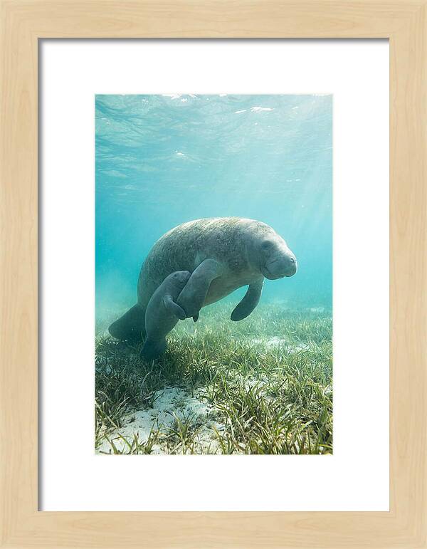 Manatee Mother And Calf