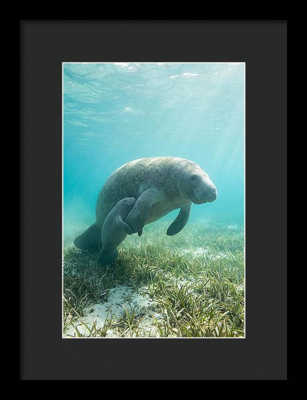 Manatee Mother And Calf