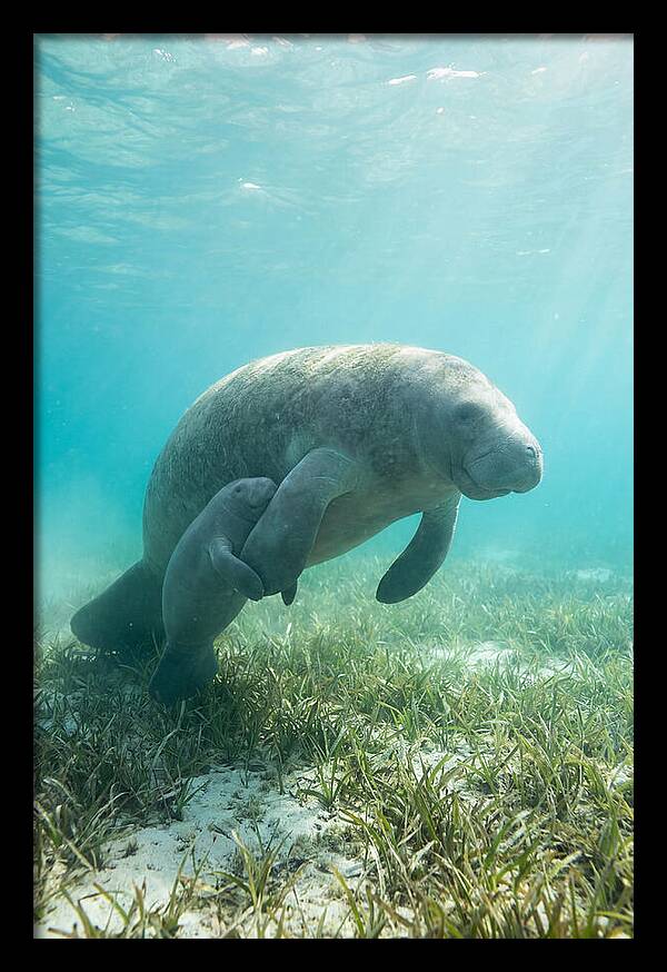 Manatee Mother And Calf