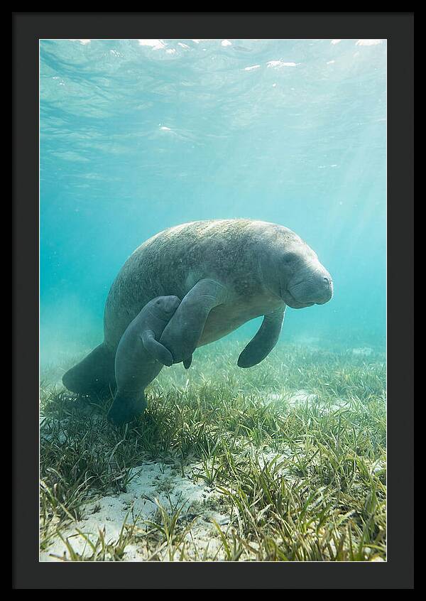 Manatee Mother And Calf
