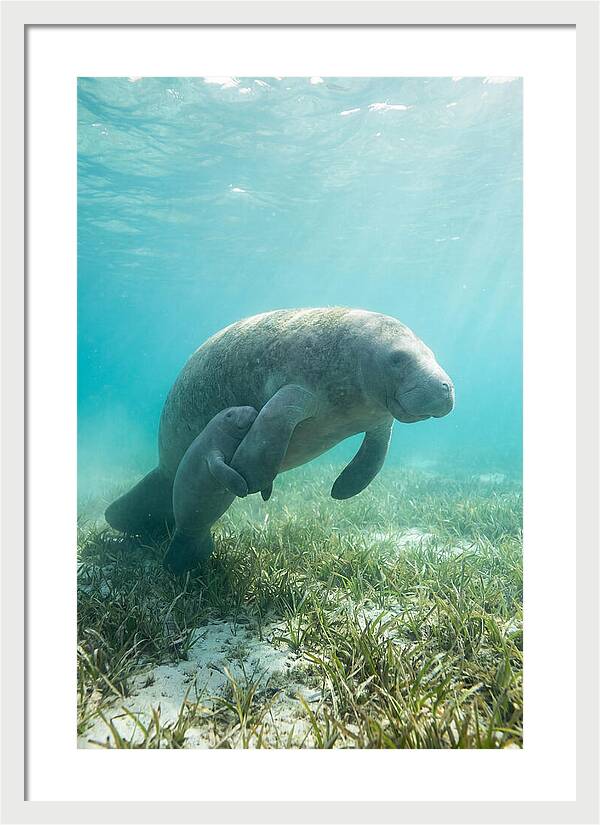 Manatee Mother And Calf