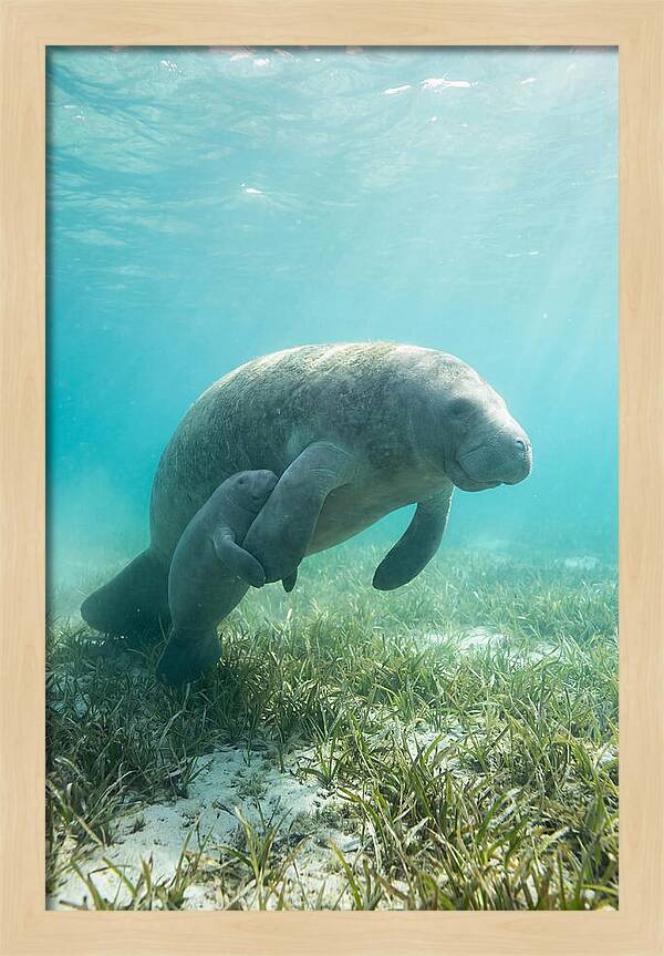Manatee Mother And Calf
