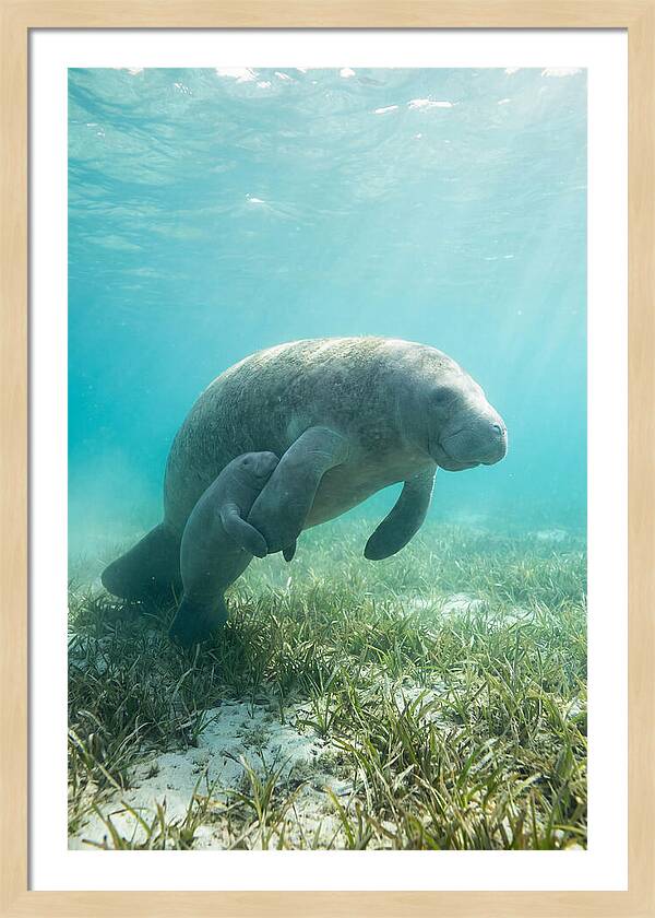Manatee Mother And Calf