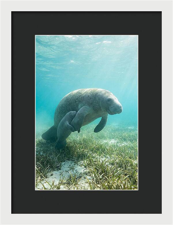Manatee Mother And Calf