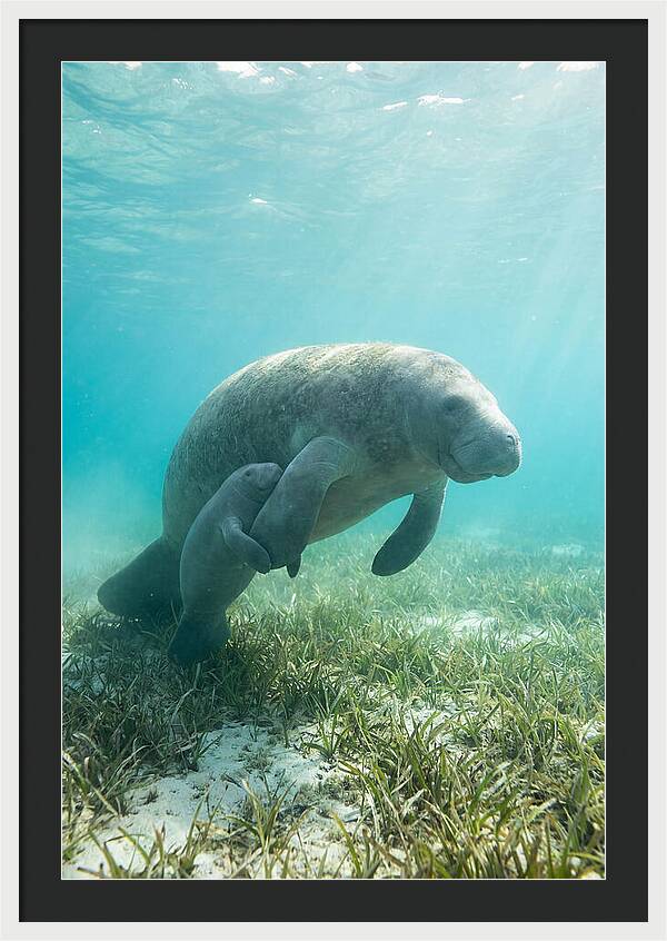 Manatee Mother And Calf