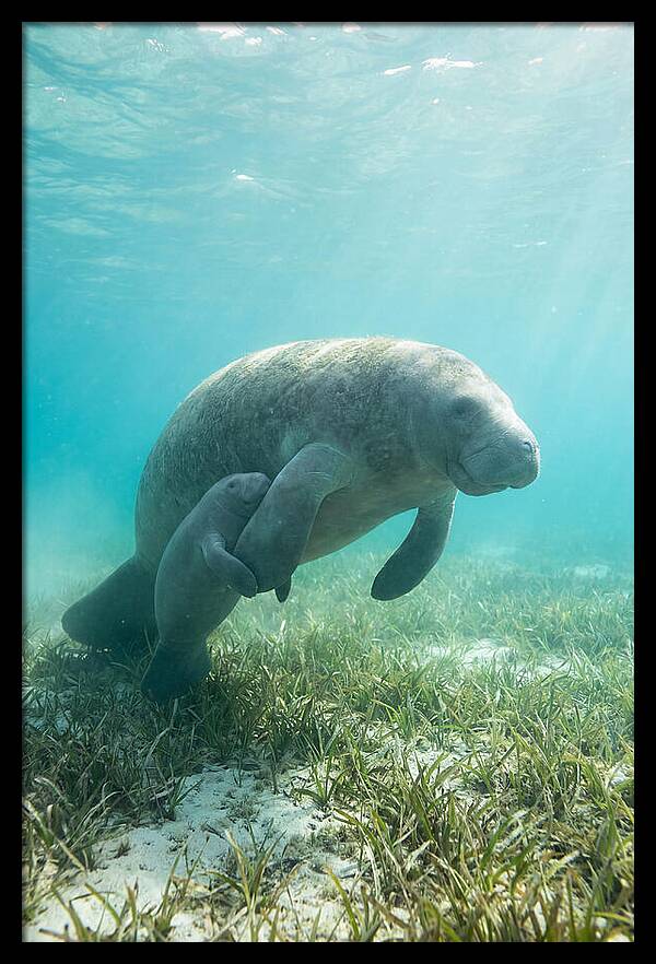 Manatee Mother And Calf
