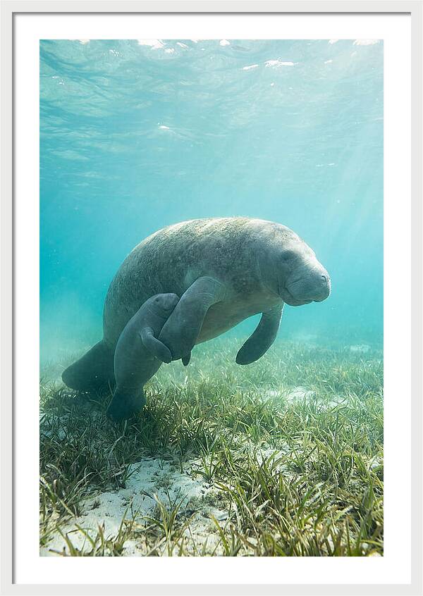 Manatee Mother And Calf