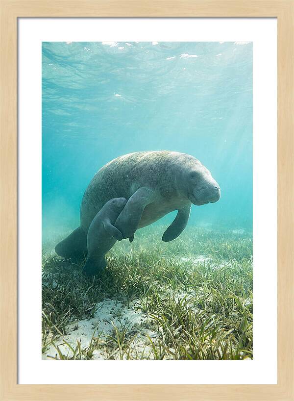 Manatee Mother And Calf