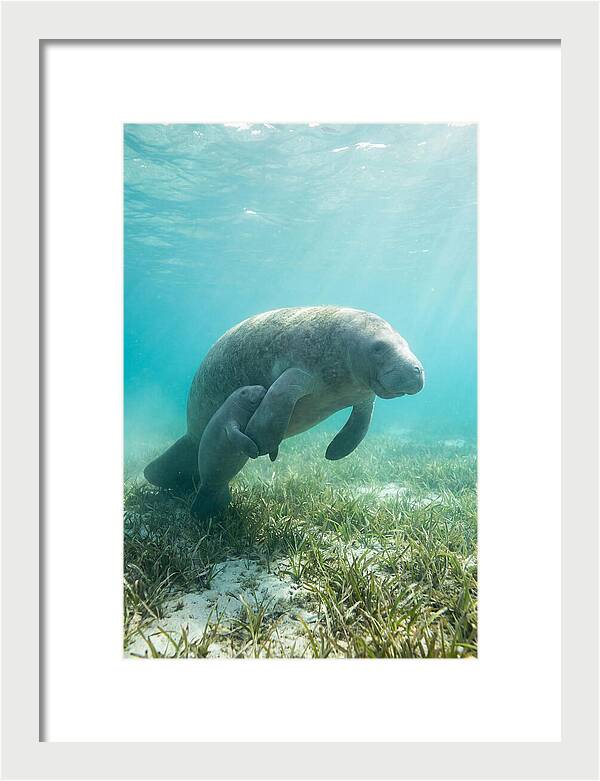 Manatee Mother And Calf