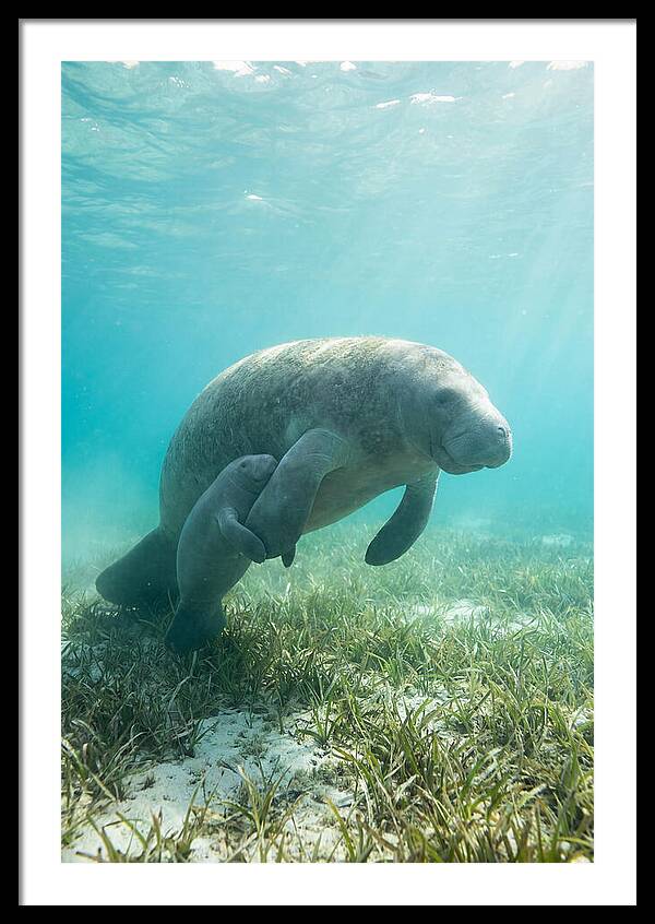 Manatee Mother And Calf