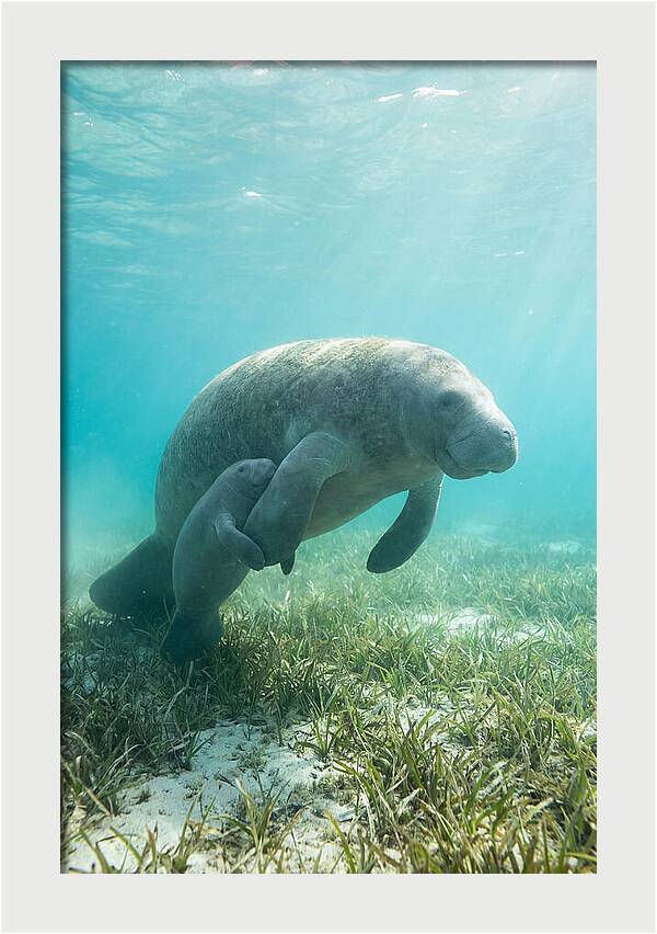 Manatee Mother And Calf