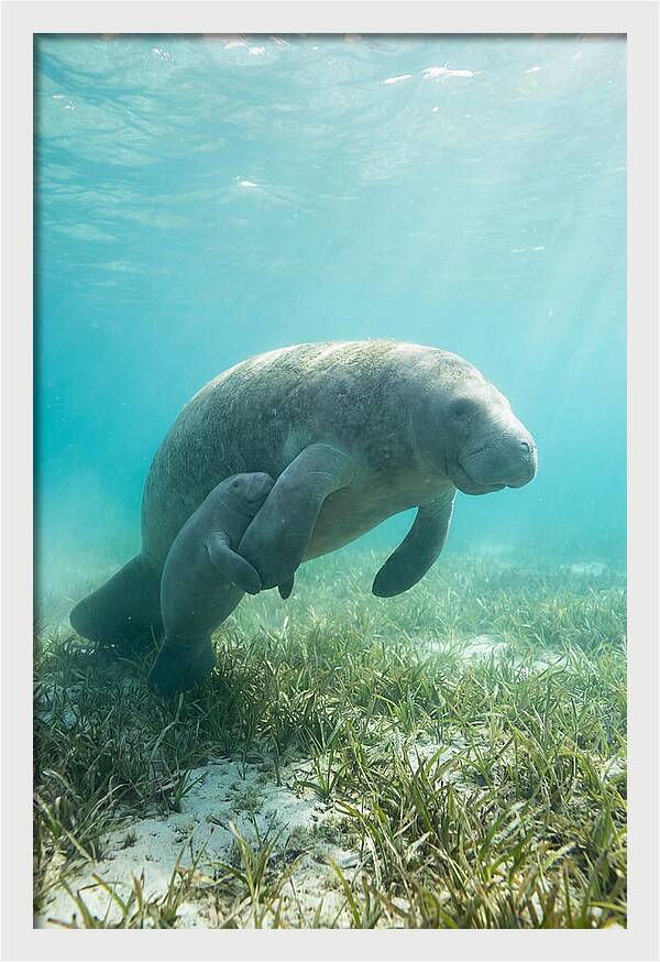 Manatee Mother And Calf