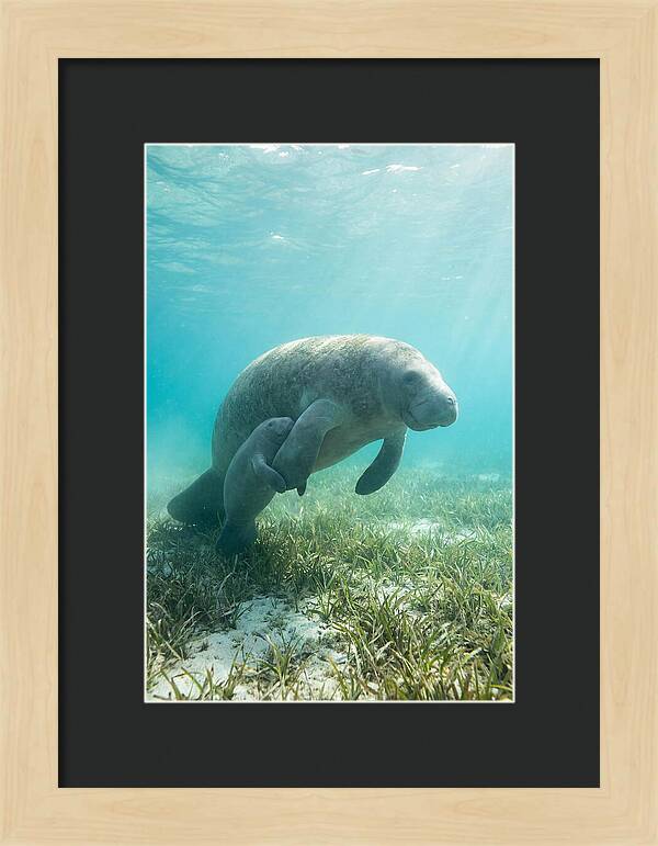 Manatee Mother And Calf