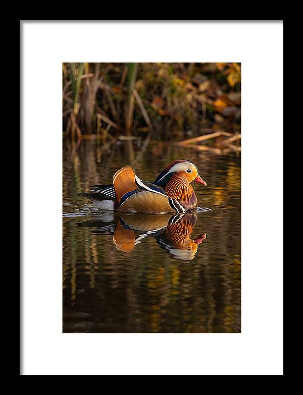Mandarin Duck Gliding Gracefully