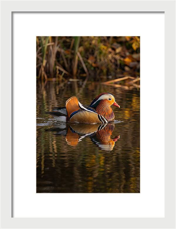 Mandarin Duck Gliding Gracefully