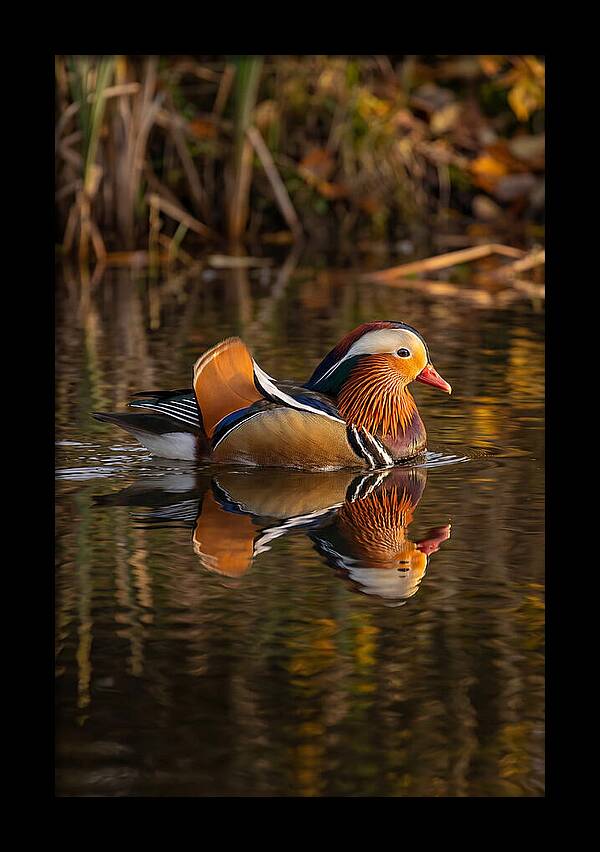 Mandarin Duck Gliding Gracefully