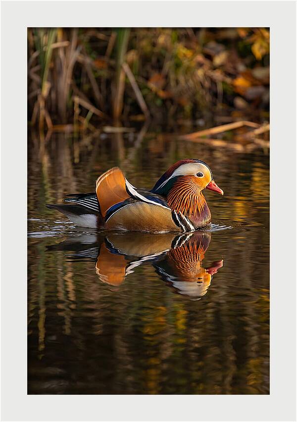 Mandarin Duck Gliding Gracefully