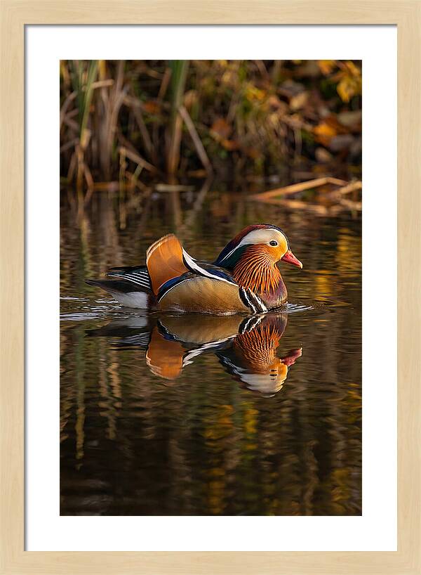 Mandarin Duck Gliding Gracefully