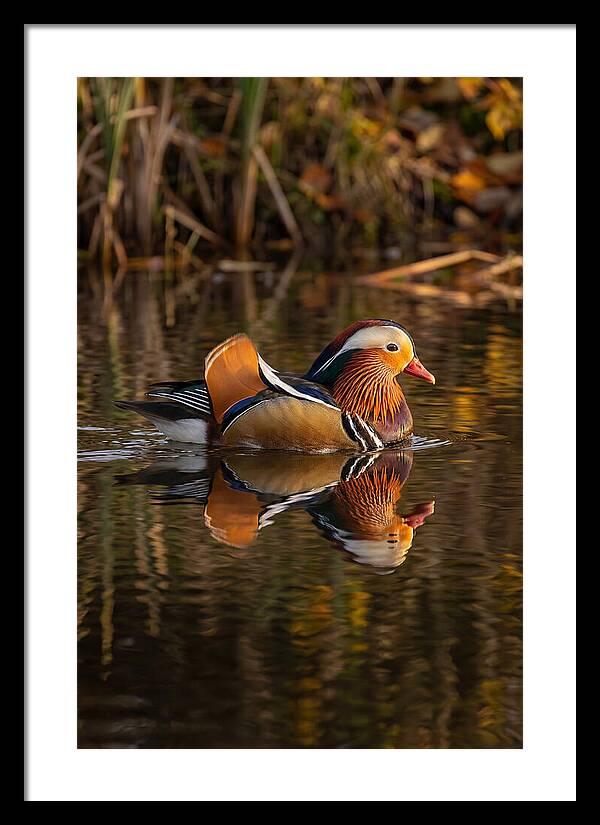Mandarin Duck Gliding Gracefully