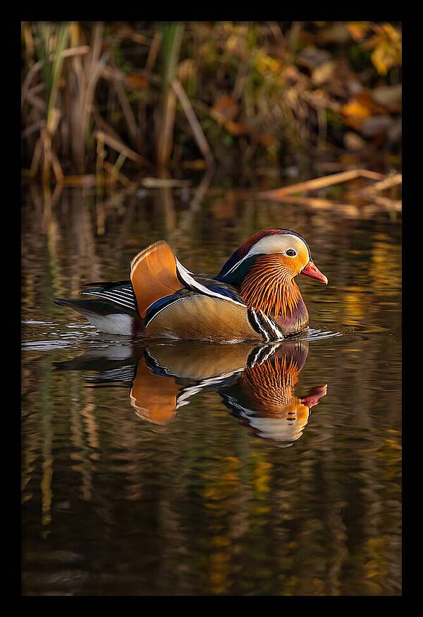 Mandarin Duck Gliding Gracefully