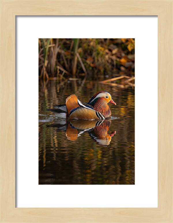 Mandarin Duck Gliding Gracefully