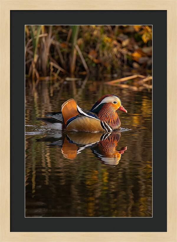 Mandarin Duck Gliding Gracefully