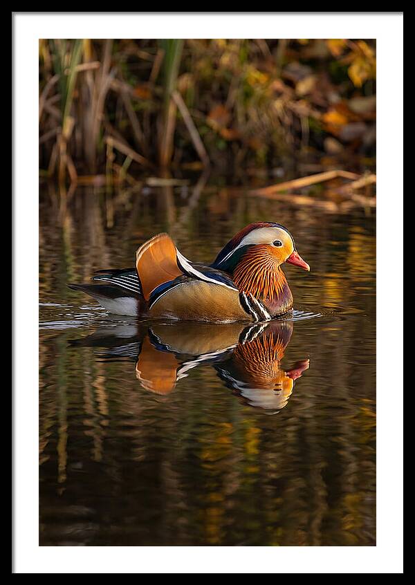 Mandarin Duck Gliding Gracefully