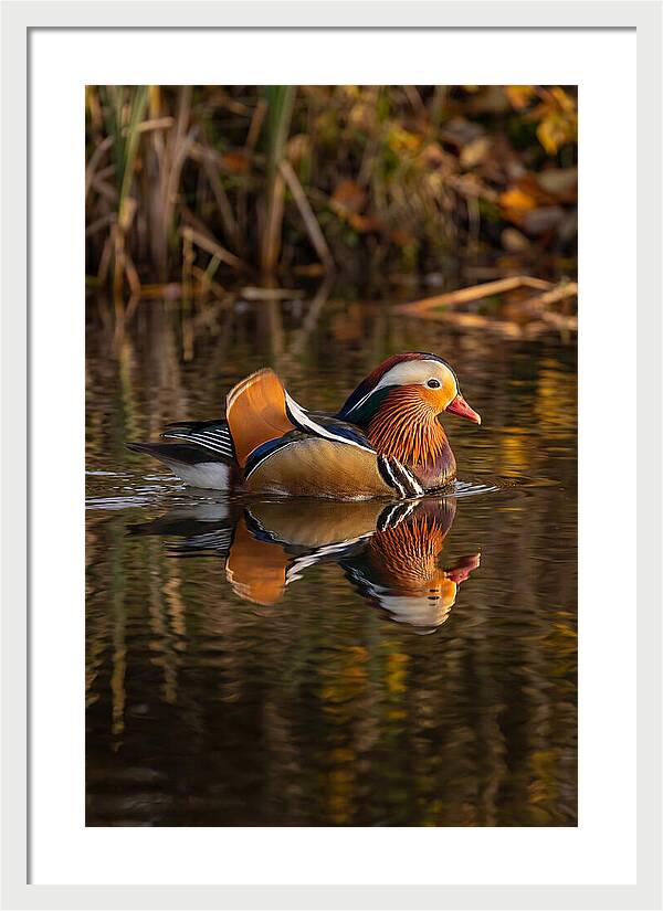 Mandarin Duck Gliding Gracefully