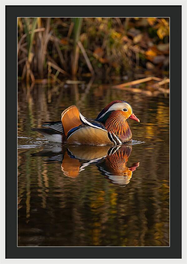 Mandarin Duck Gliding Gracefully