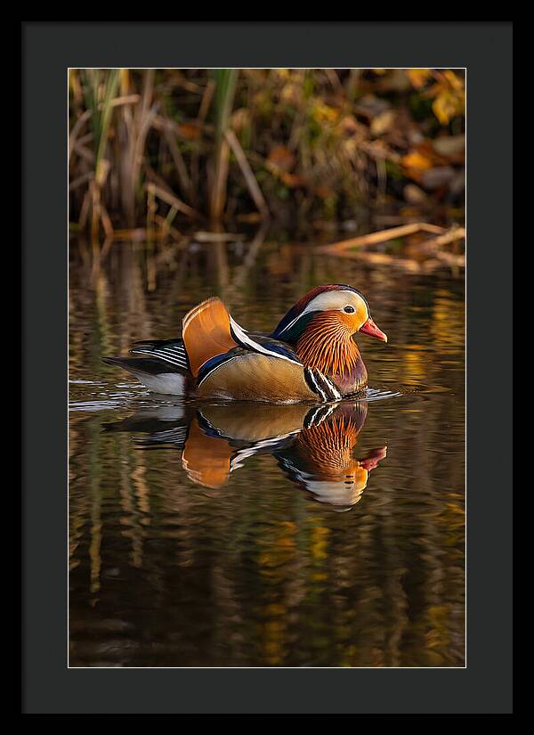 Mandarin Duck Gliding Gracefully